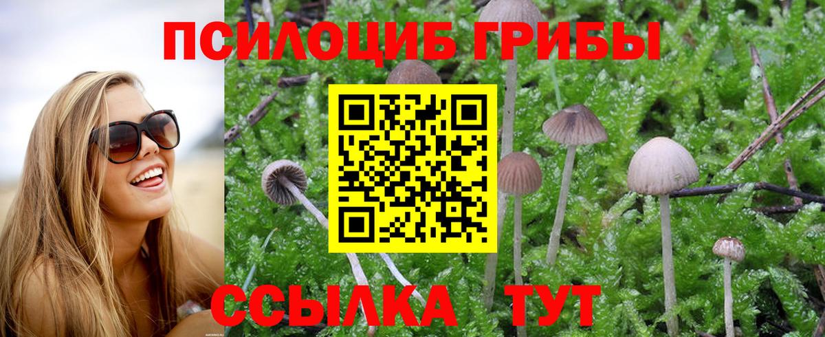 Шадринск  Псилоцибиновые грибы Cubensis  Вход с VPN 